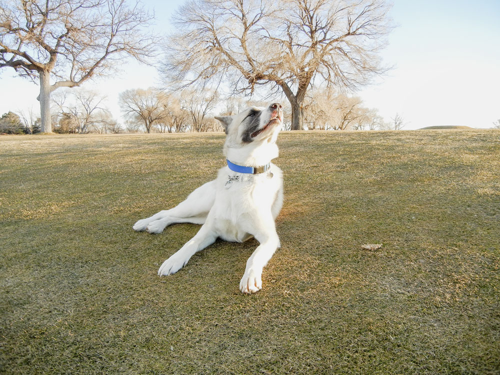 Rokan-sniffing-the-air Rokan sniffing the air